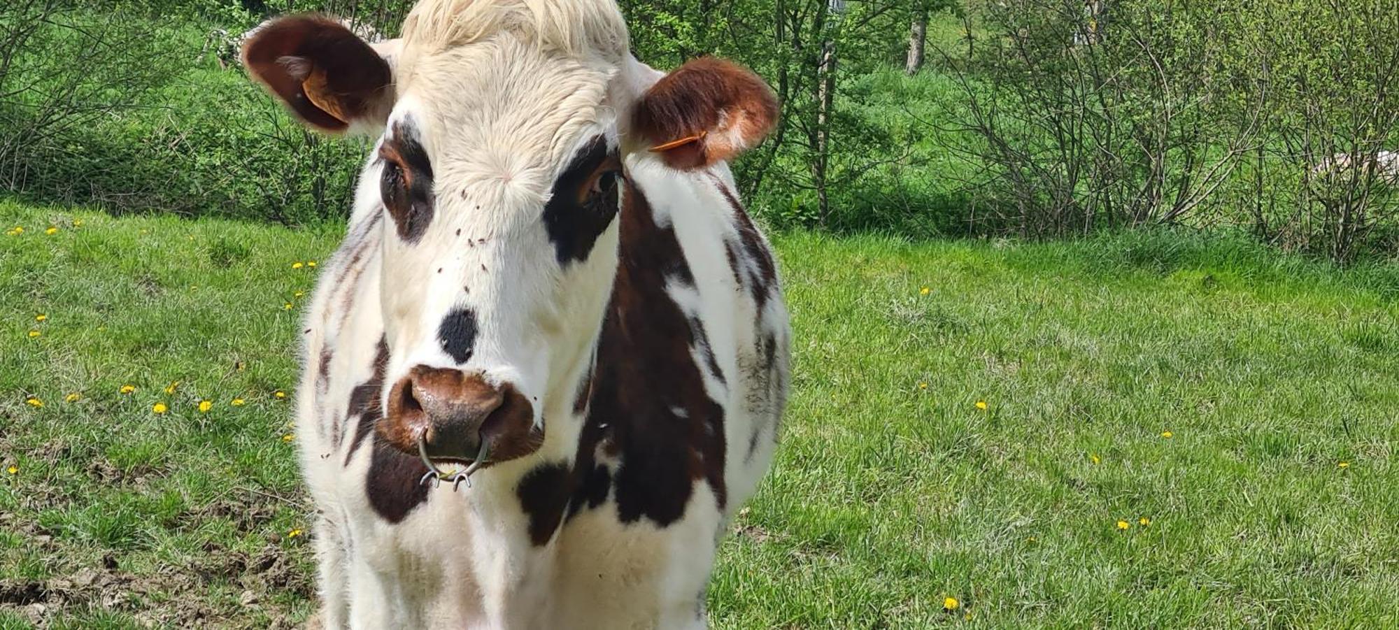 Roulotte A La Ferme Buissonniere Villa La Lande-de-Louge Eksteriør billede